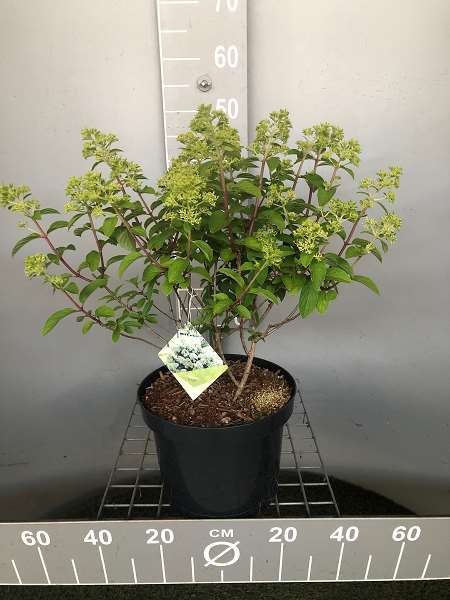 Picture of HYDRANGEA PANICULATA BOBO