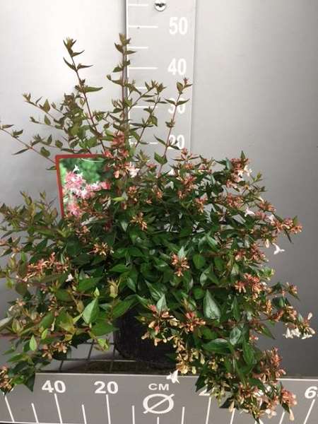 Picture of Abelia grandiflora
