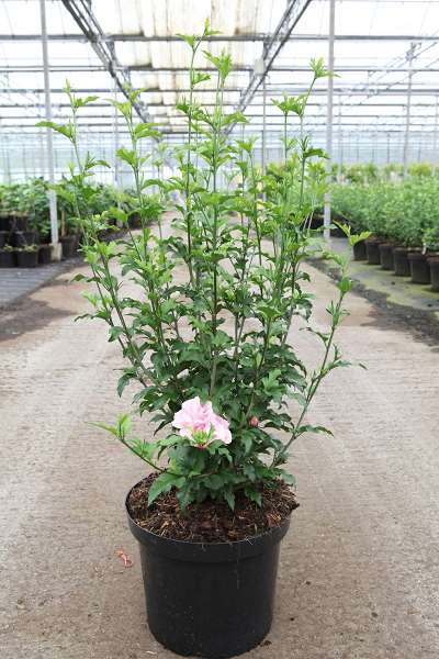 Picture of HIBISCUS SYRIACUS PINK CHIFFON