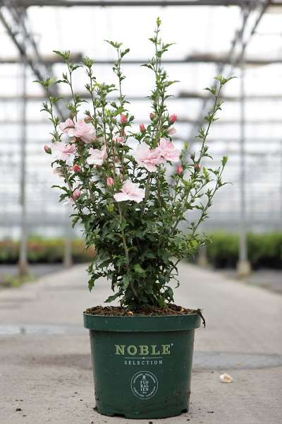 Picture of HIBISCUS SYRIACUS PINK CHIFFON