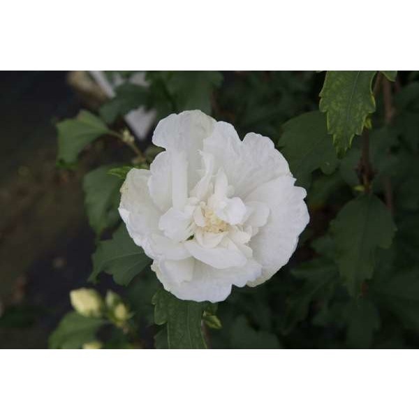 Picture of HIBISCUS SYR WHITE CHIFFON NOBLE