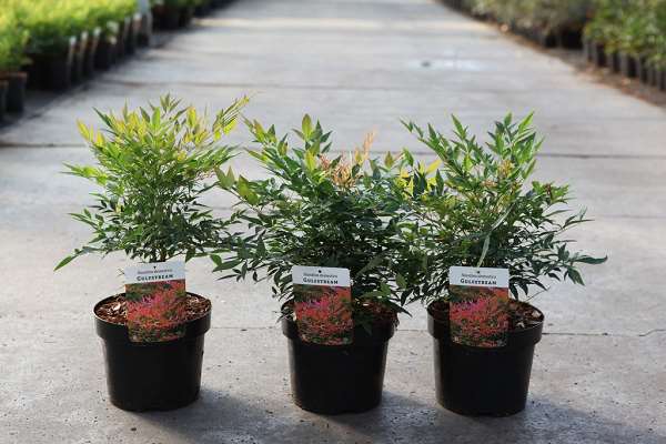 Picture of Nandina domestica gulfstream