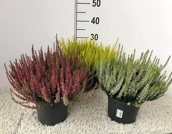 Picture of CALLUNA VULGARIS GARDEN GIRLS MIX