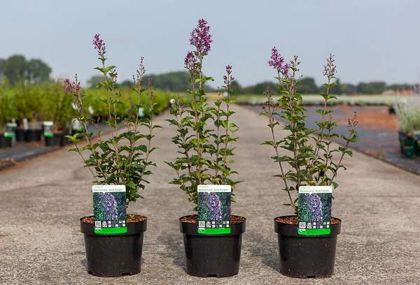 Picture of Syringa bloomerang dark purple