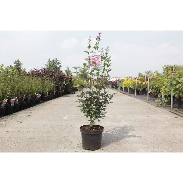 Picture of SYRINGA BLOOMERANG DARK PURPLE