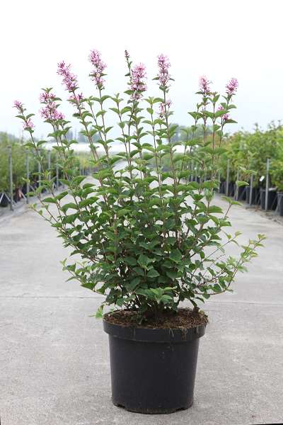 Picture of SYRINGA BLOOMERANG PINK PERFUME