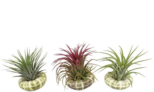 Picture of TILLANDSIA IONANTHA IN SHELL 