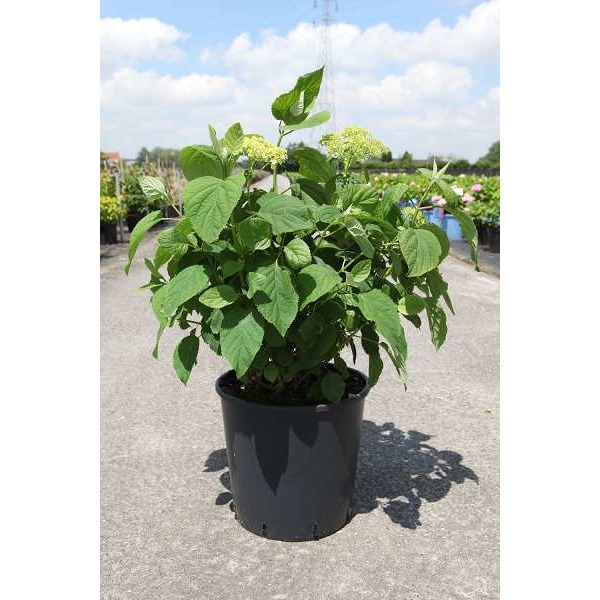 Picture of Hydrangea arb  strong annabelle