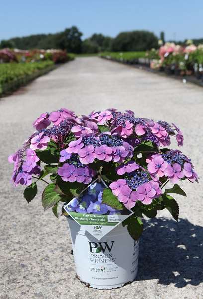 Picture of HYDRANGEA SERRATA BLEUBERRY CHEESECAKE