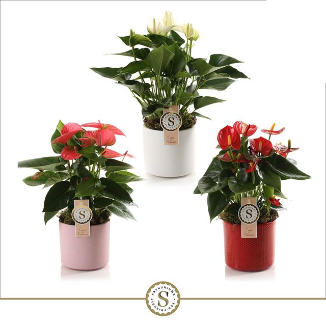 Picture of ANTHURIUM ANDREANUM CHAMPION MIX IN CERAMIC