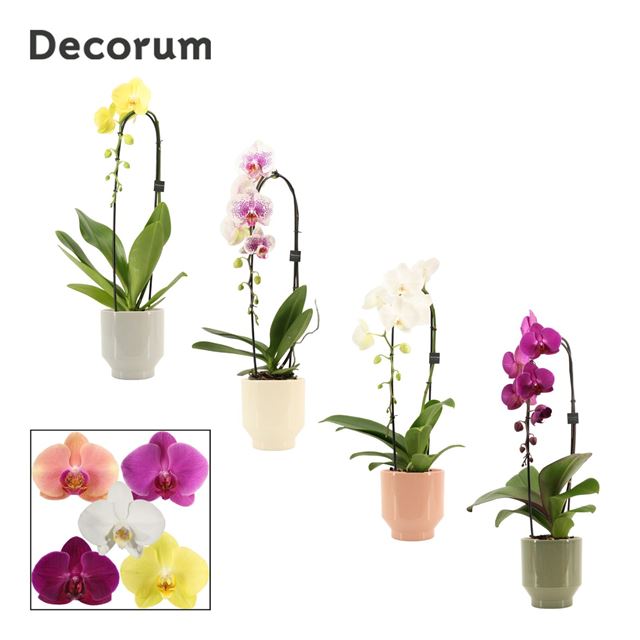 Picture of Phalaenopsis 01-stem cascade mix in ceramic