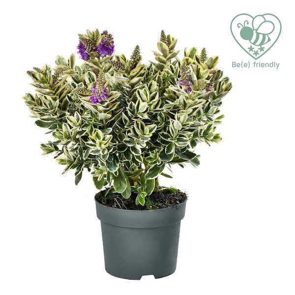 Picture of HEBE/VERONICA VARIEGATED LEAVE - DONCK