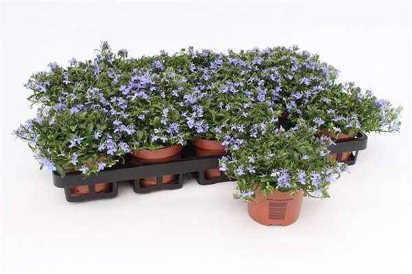 Picture of Lobelia erinus richardii blue