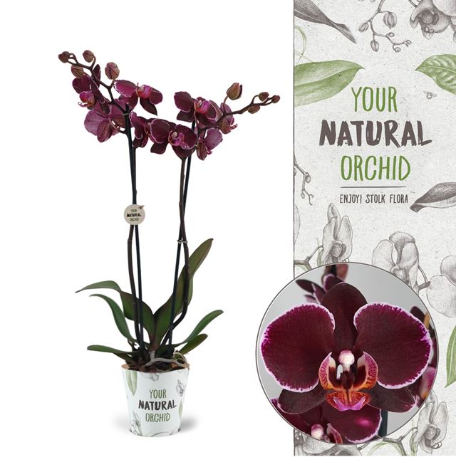 Picture of PHALAENOPSIS 02-STEM MONTPELLIER NATURAL ORCHID