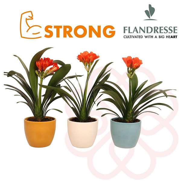 Picture of CLIVIA STRONG IN CERAMIC