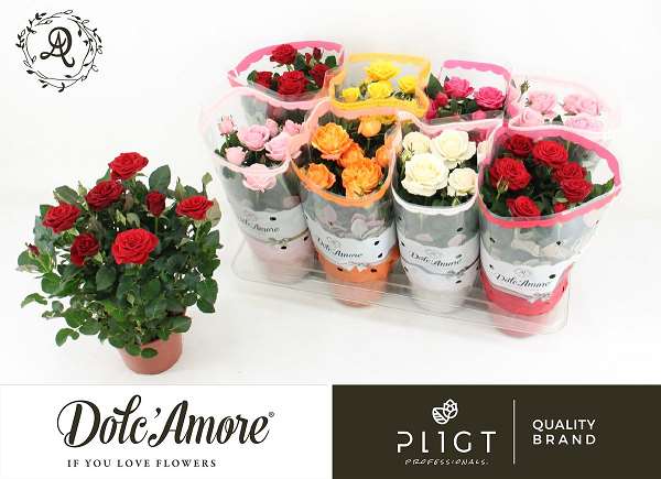 Picture of Rose DOLC'AMORE MIX