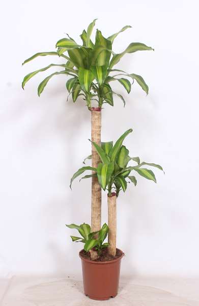 Picture of Dracaena massangeana +090/+045/+015