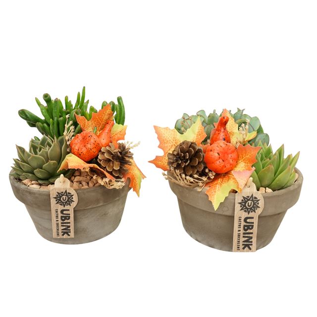 Picture of Succulent mix halloween in gray terracotta