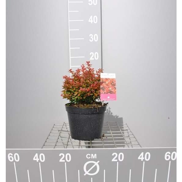 Picture of Berberis thunb  'admiration'