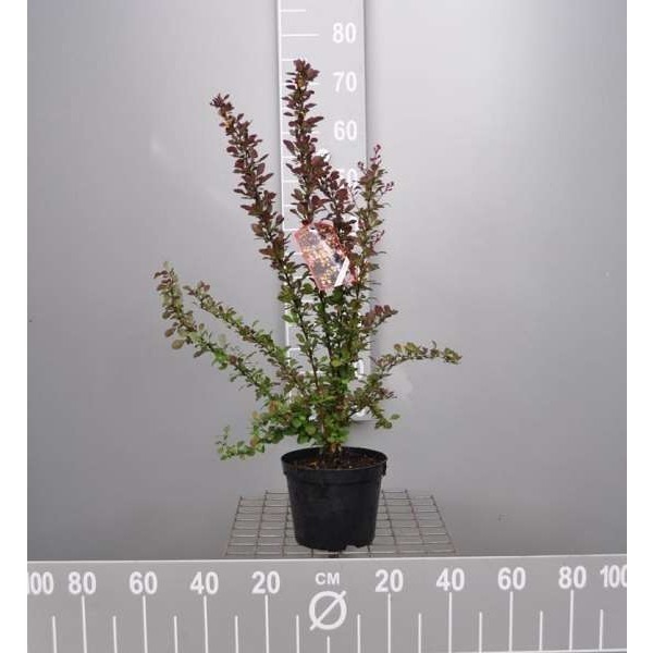 Picture of Berberis thunb  'atropurpurea nana'