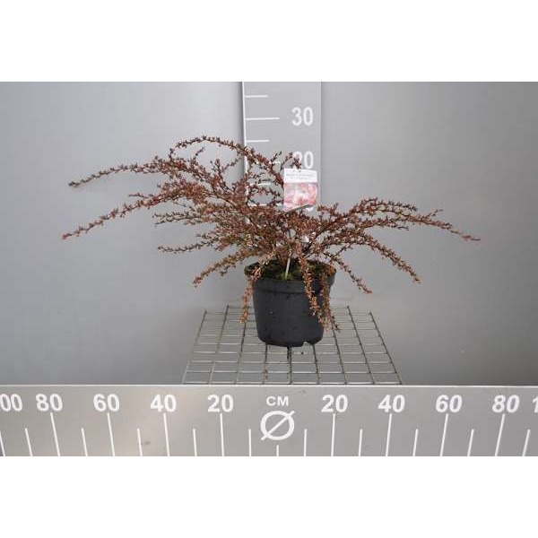 Picture of Berberis thunb  'red dream'