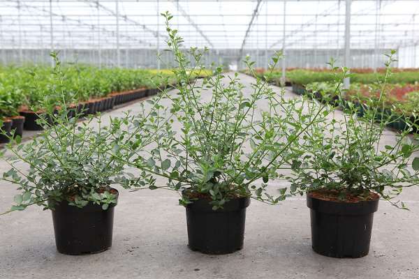 Picture of Sarcococca confusa