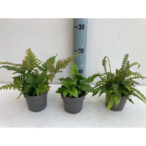 Picture of FERNS (OUTDOOR) MIX
