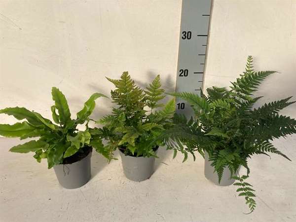 Picture of FERNS (OUTDOOR) MIX