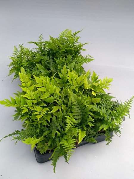 Picture of FERNS (OUTDOOR) MIX