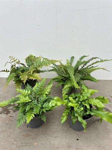 Picture of Ferns (outdoor) mix