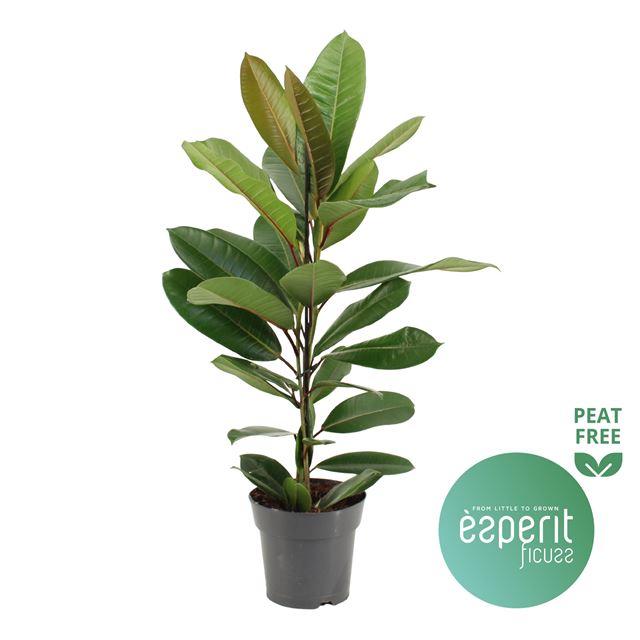 Picture of FICUS AMERICANA TRESOR