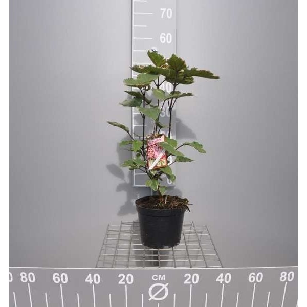 Picture of CLERODENDRUM BUNGEI PINK DIAMOND