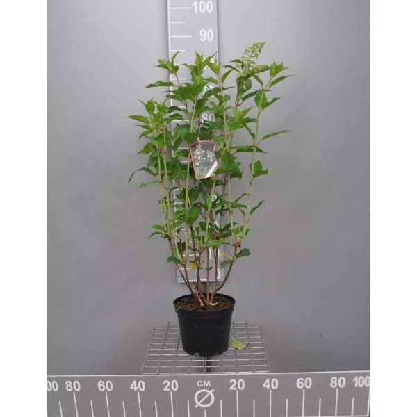 Picture of Hydrangea pan  'kyushu'