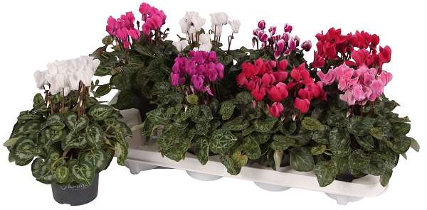 Picture of CYCLAMEN PERSICUM FIORITA CARINO MIX