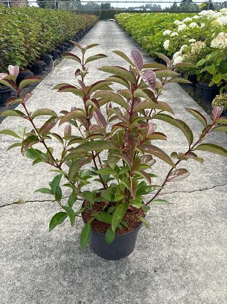 Picture of VIBURNUM LE BOIS MARQUIS