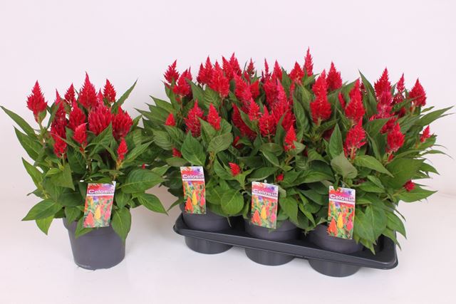Picture of Celosia kelos fire red