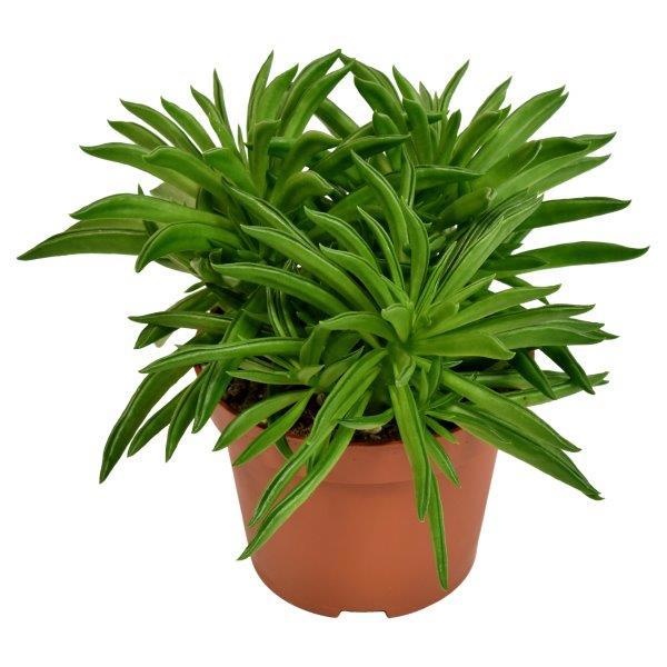 Picture of Peperomia happy bean