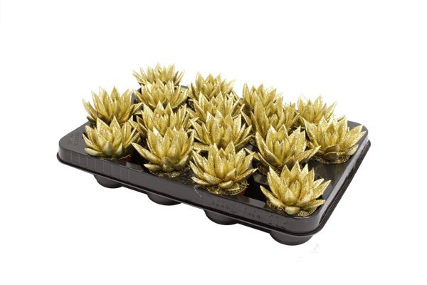 Picture of ECHEVERIA MIRANDA GOLD+GLITTER