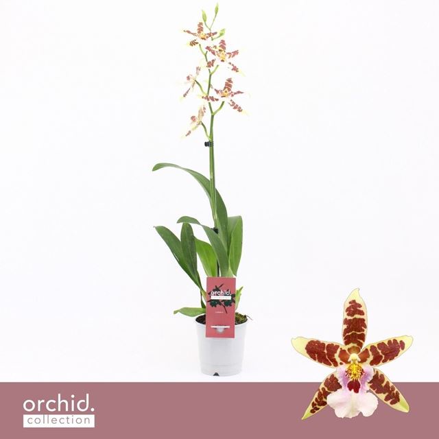 Picture of Cambria 01-stem renaissance white