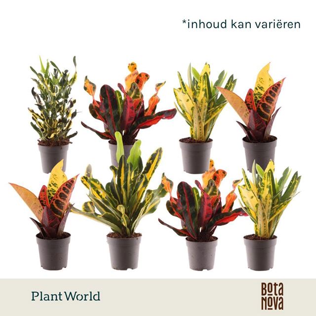 Picture of Codiaeum mix