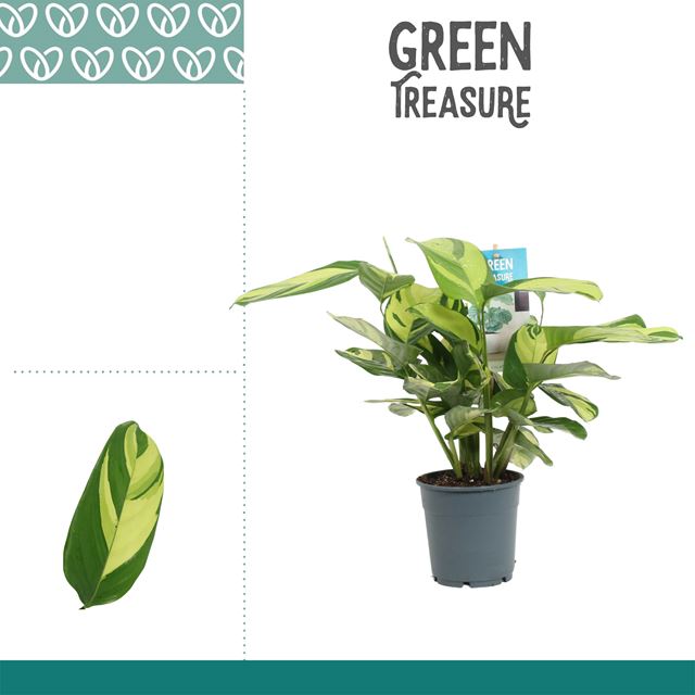 Picture of Calathea pilosa