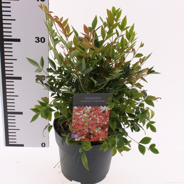 Picture of Nandina domestica gulfstream