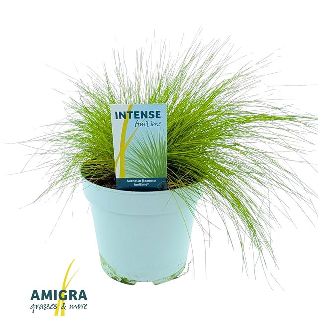 Picture of Deschampsia flexuosa amilime
