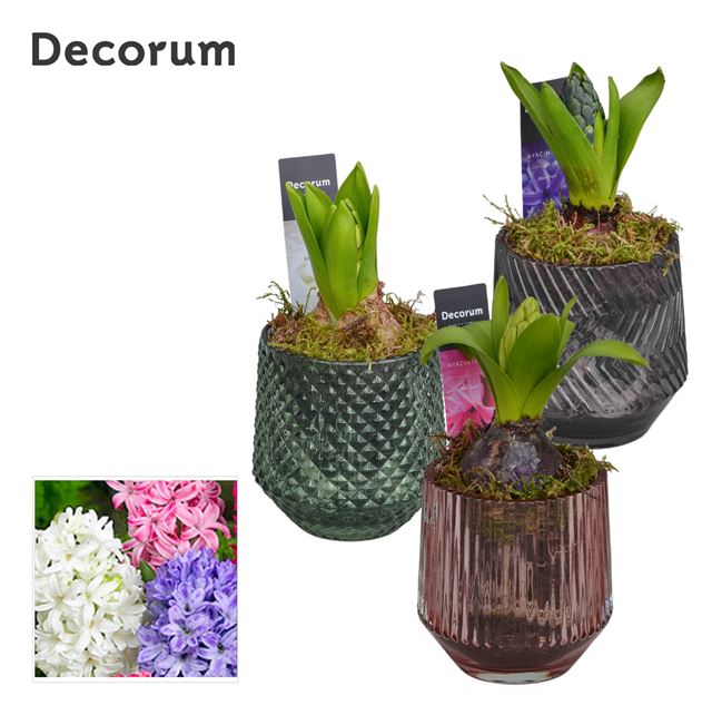 Picture of HYACINTHUS 01BULB GLASS