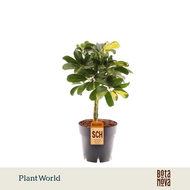 Picture of Schefflera arboricola gold capella on stem