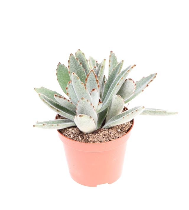 Picture of Kalanchoe tomentosa
