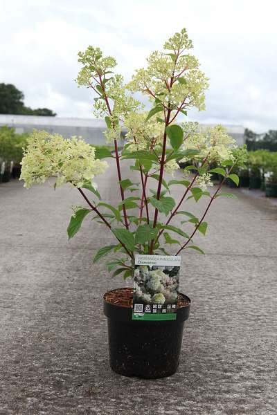 Picture of Hydrangea paniculata diamantino