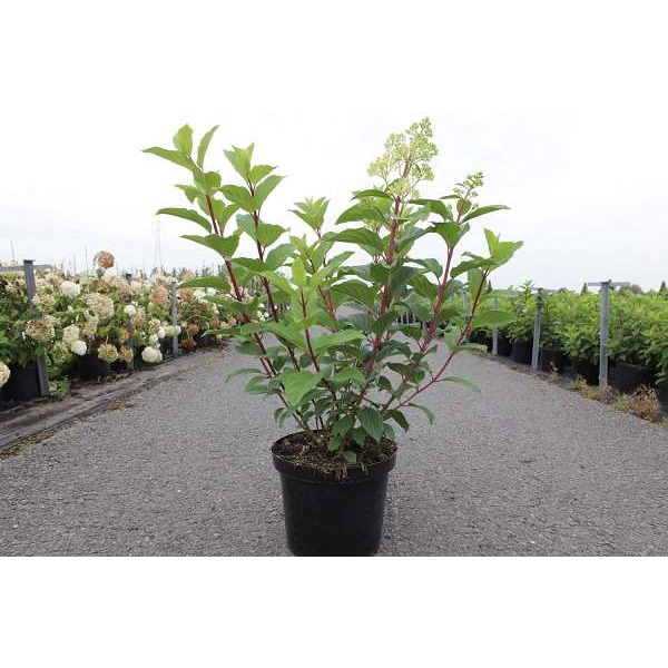 Picture of Hydrangea pan  diamantino