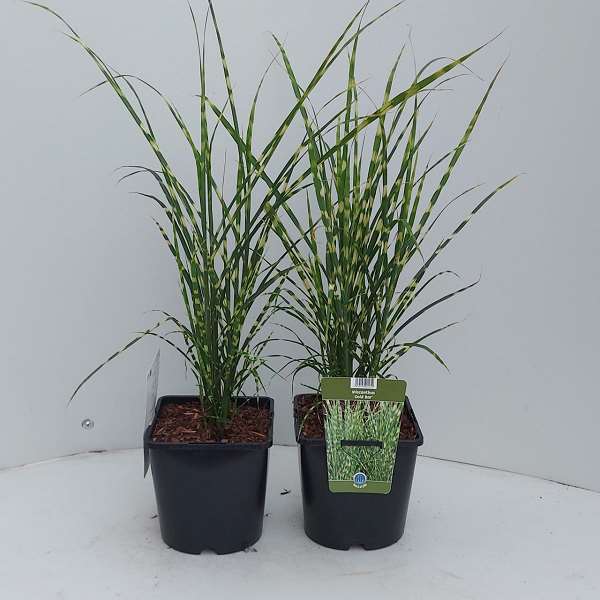 Picture of MISCANTHUS SINENSIS GOLD BAR