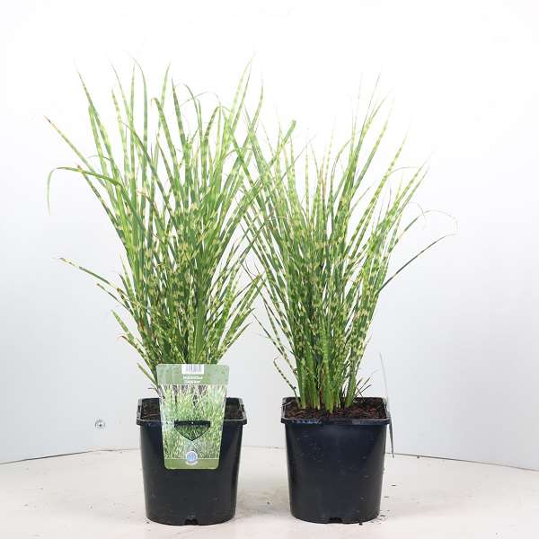 Picture of MISCANTHUS SINENSIS GOLD BAR